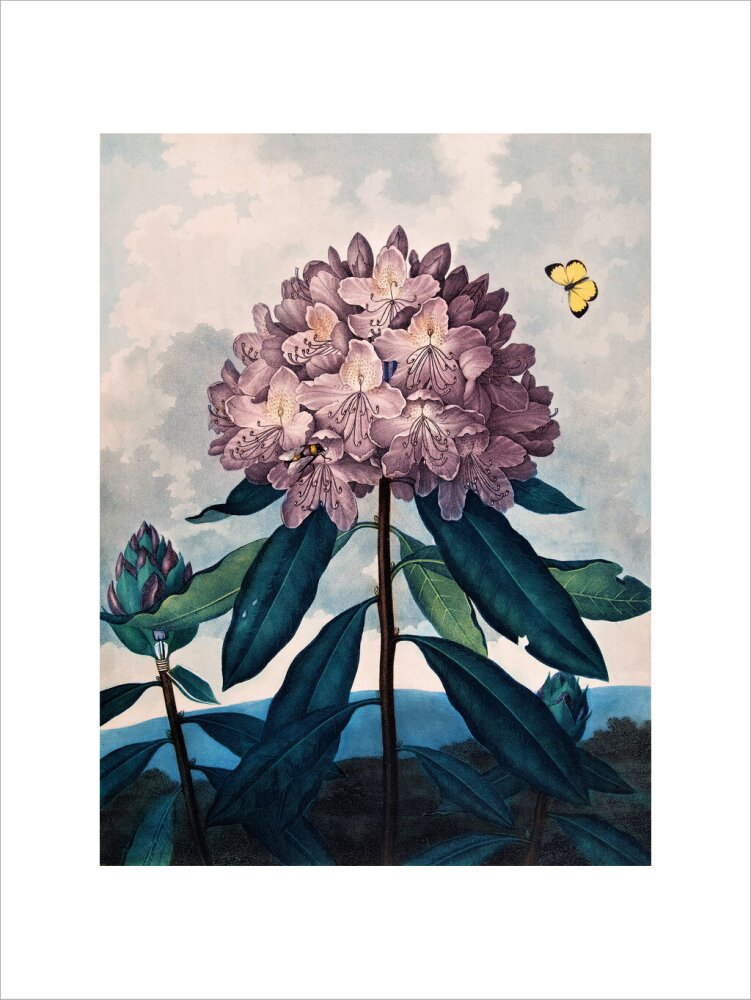 The Pontic Rhododendron by Robert John Thornton