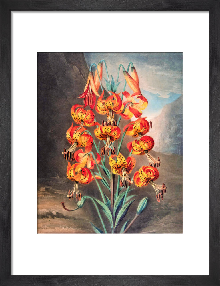 The Superb Lily by Robert John Thornton