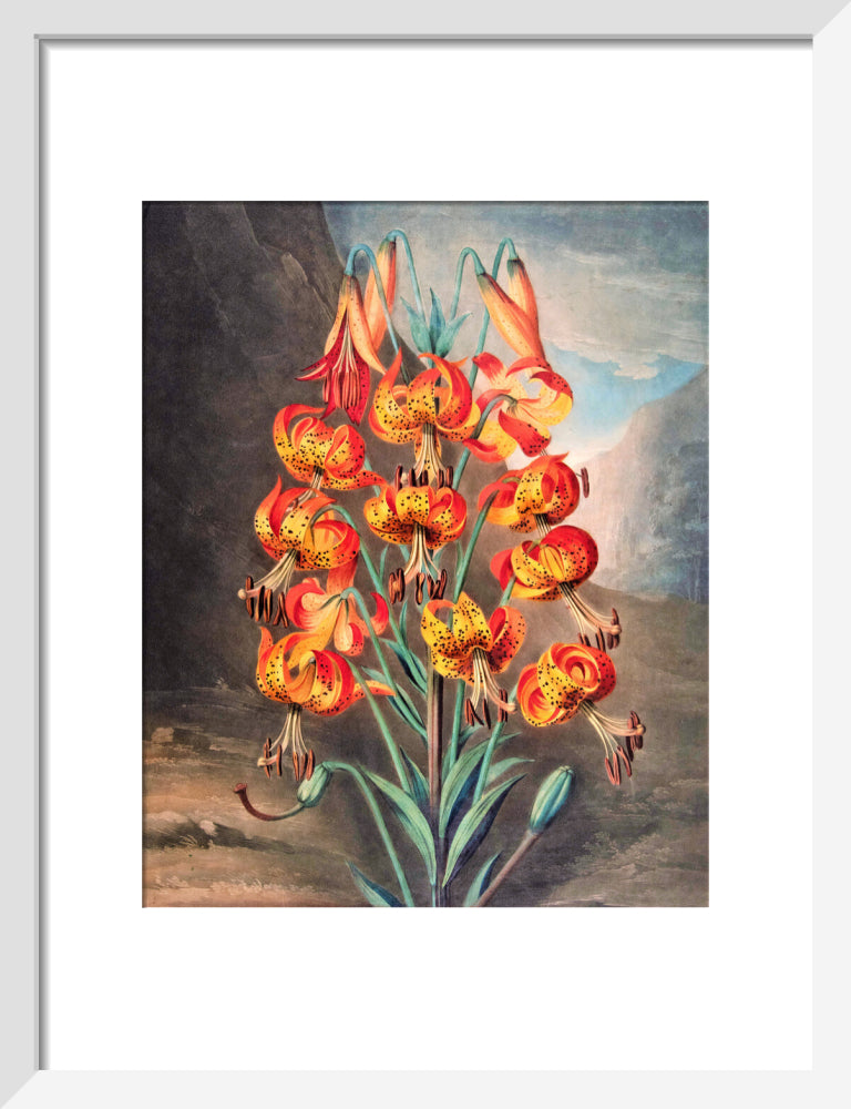 The Superb Lily by Robert John Thornton