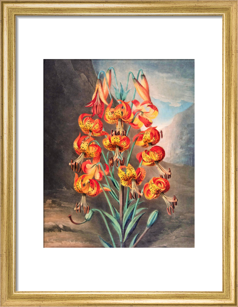 The Superb Lily by Robert John Thornton