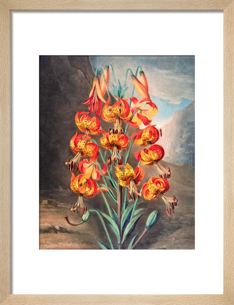 The Superb Lily by Robert John Thornton