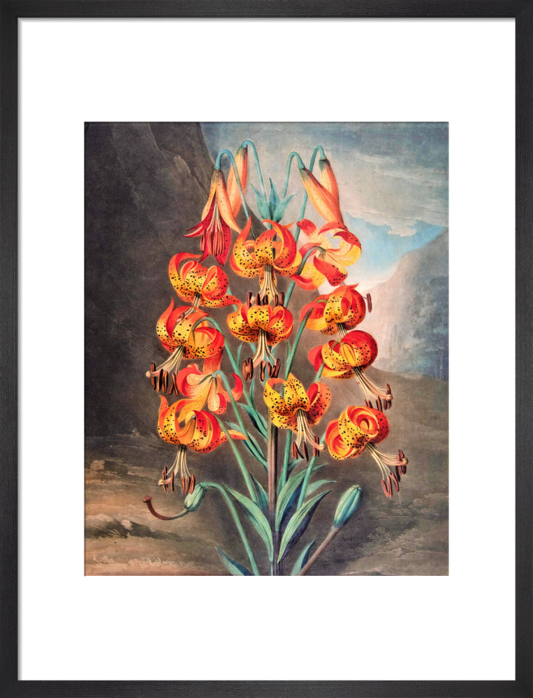 The Superb Lily by Robert John Thornton
