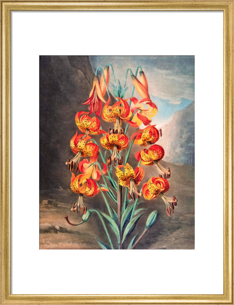 The Superb Lily by Robert John Thornton