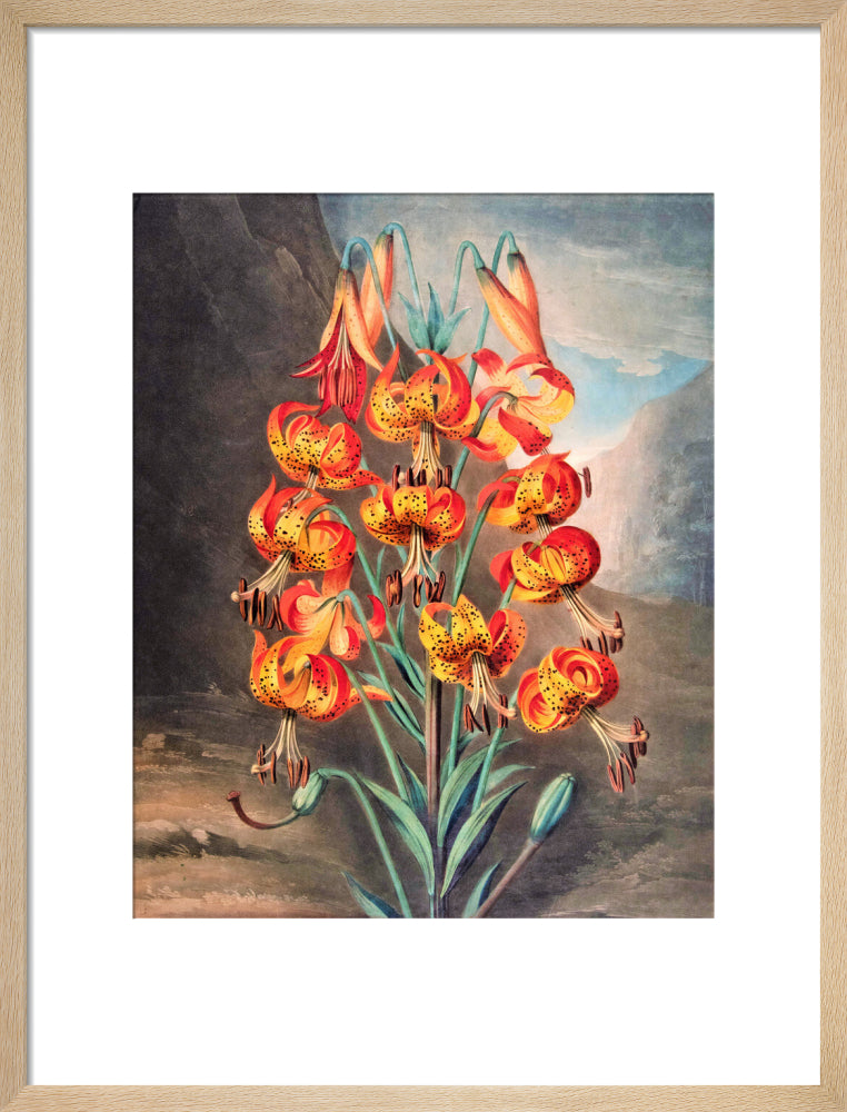 The Superb Lily by Robert John Thornton