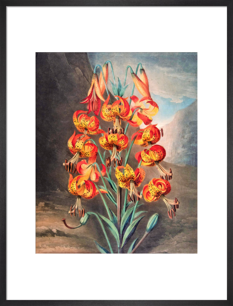 The Superb Lily by Robert John Thornton