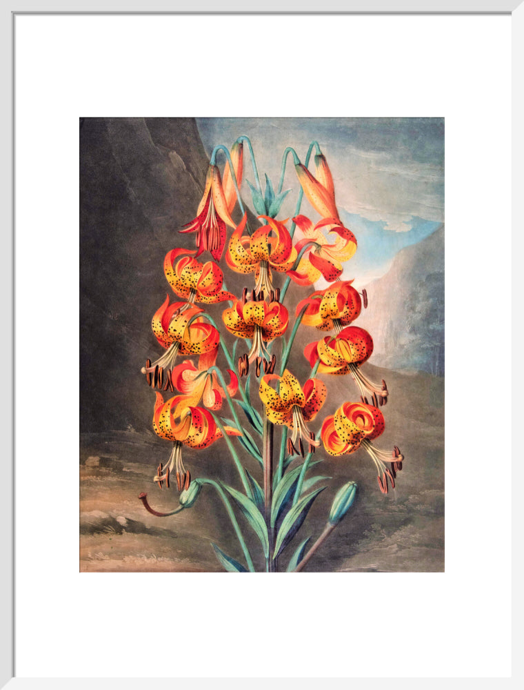 The Superb Lily by Robert John Thornton