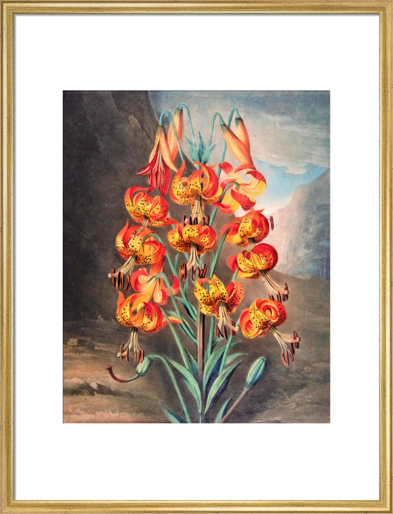 The Superb Lily by Robert John Thornton