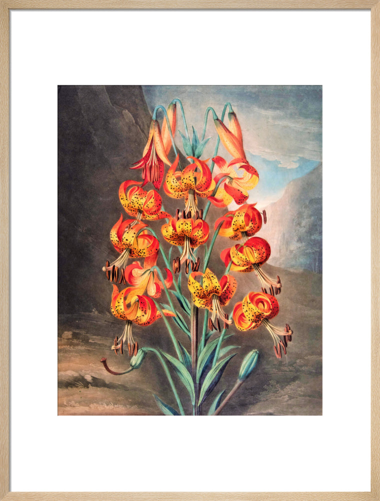 The Superb Lily by Robert John Thornton