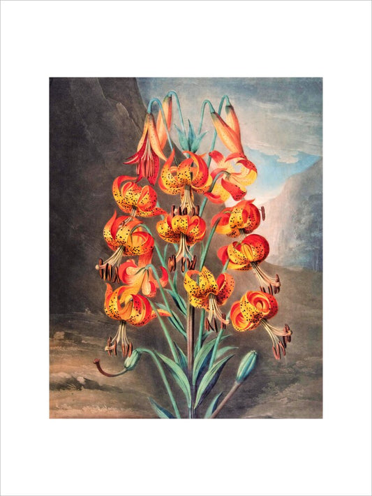 The Superb Lily by Robert John Thornton