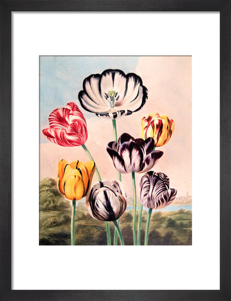 Tulips by Robert John Thornton