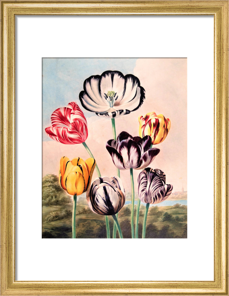 Tulips by Robert John Thornton