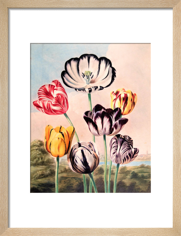 Tulips by Robert John Thornton