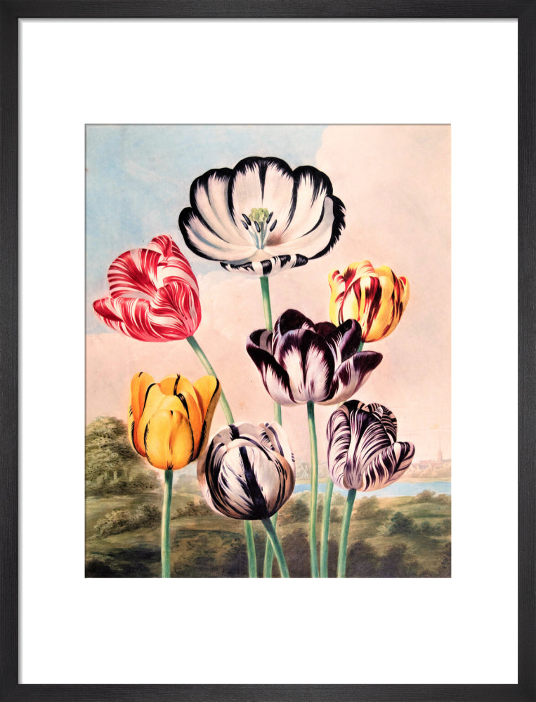 Tulips by Robert John Thornton