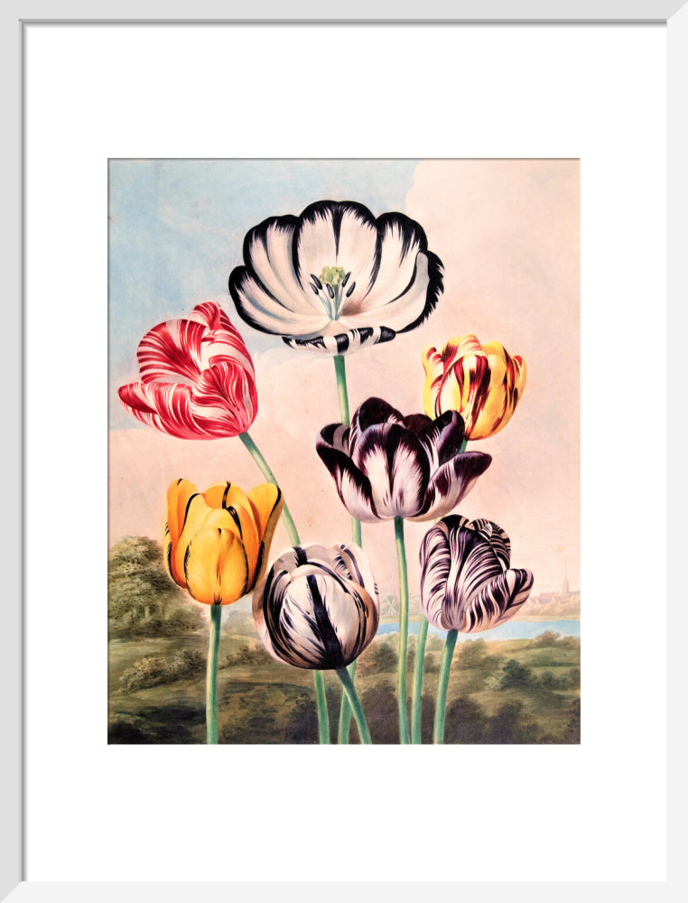 Tulips by Robert John Thornton