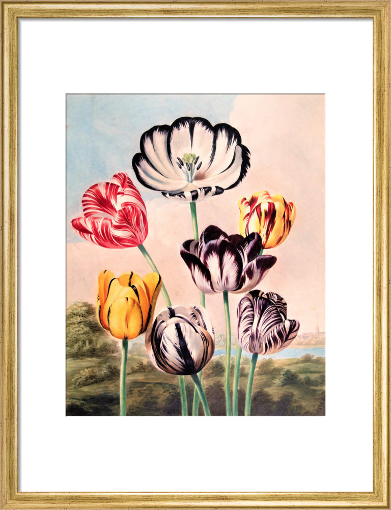 Tulips by Robert John Thornton