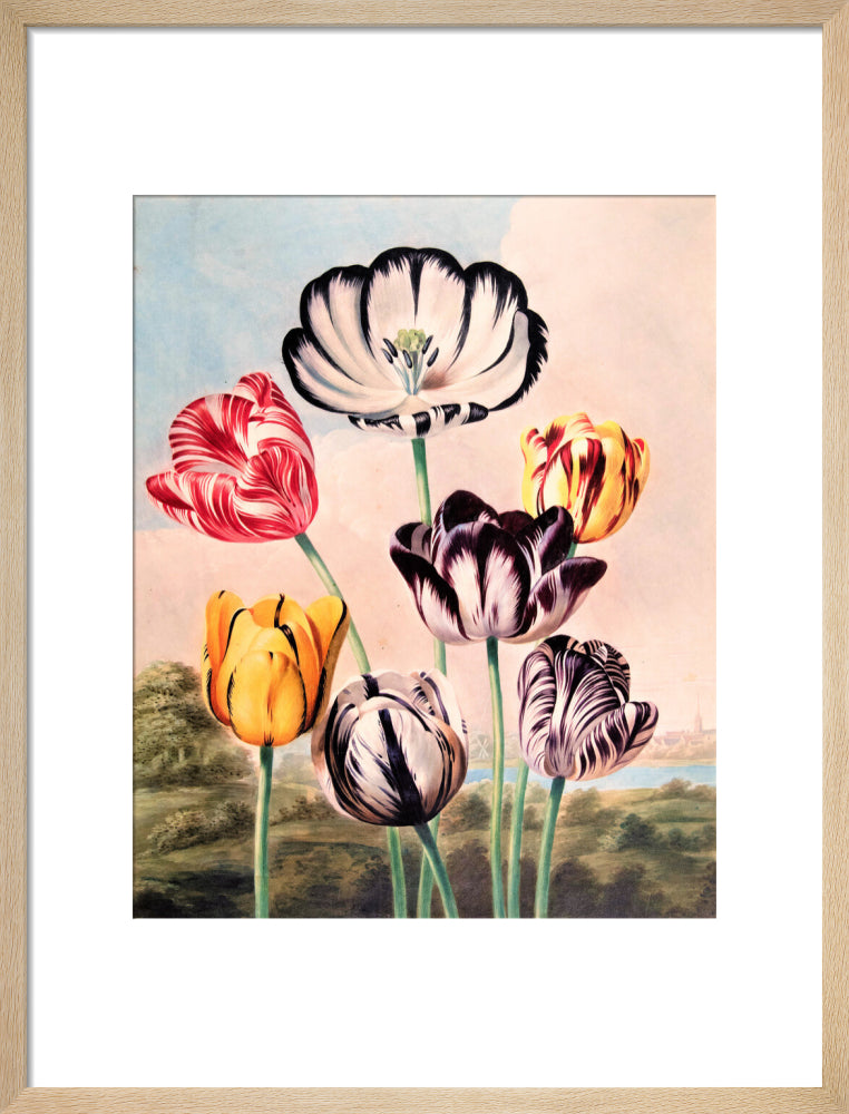 Tulips by Robert John Thornton