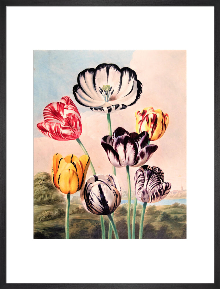 Tulips by Robert John Thornton