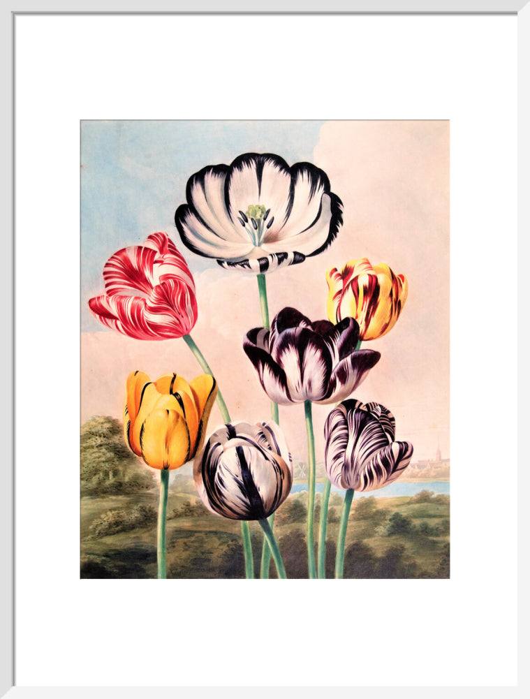 Tulips by Robert John Thornton