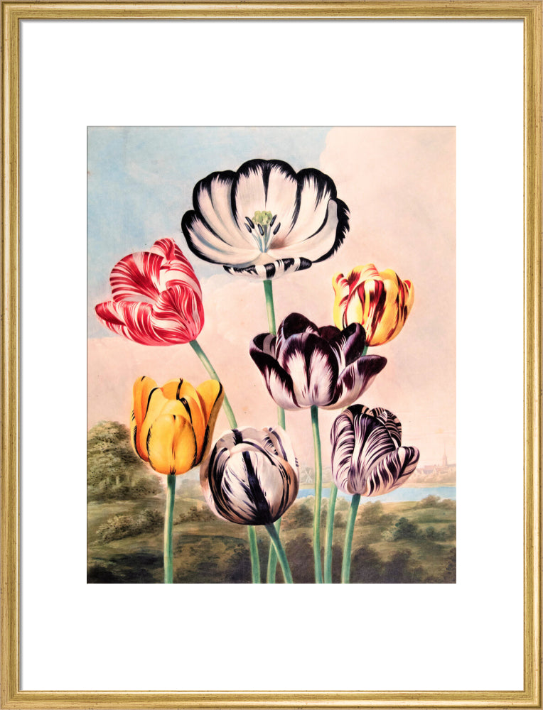Tulips by Robert John Thornton