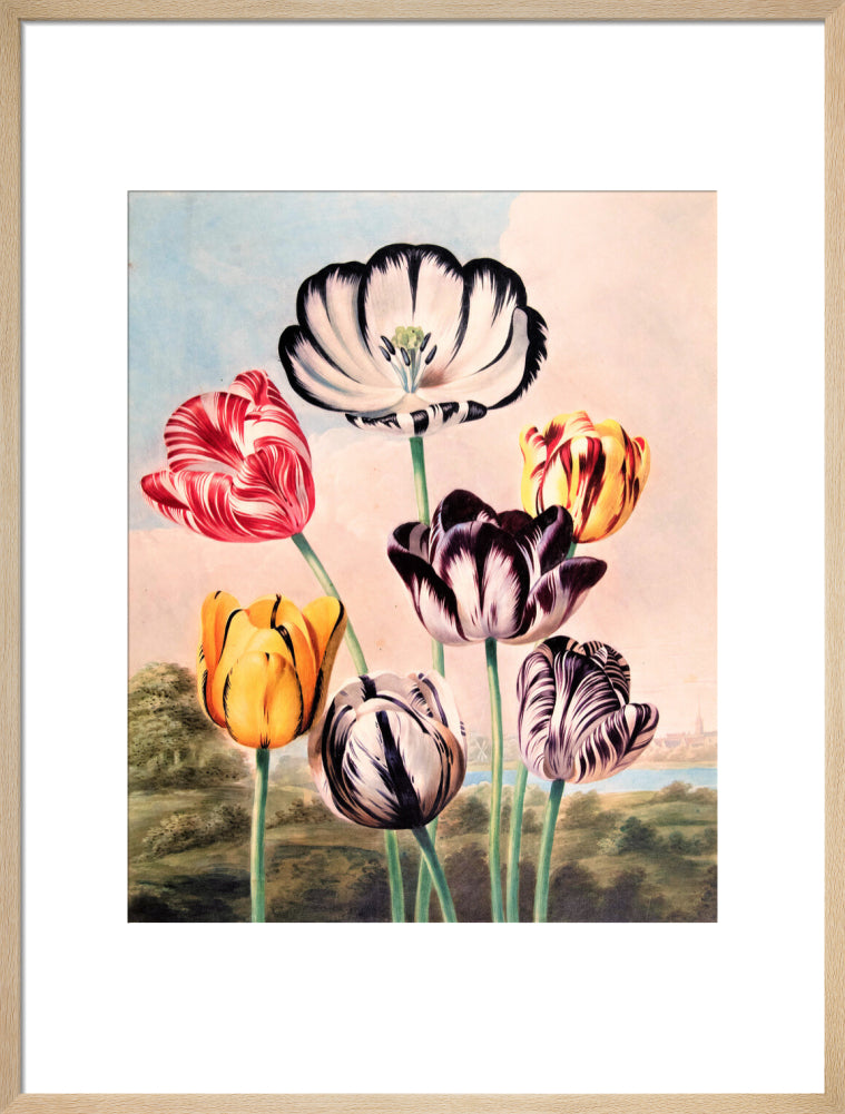 Tulips by Robert John Thornton