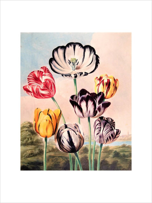 Tulips by Robert John Thornton
