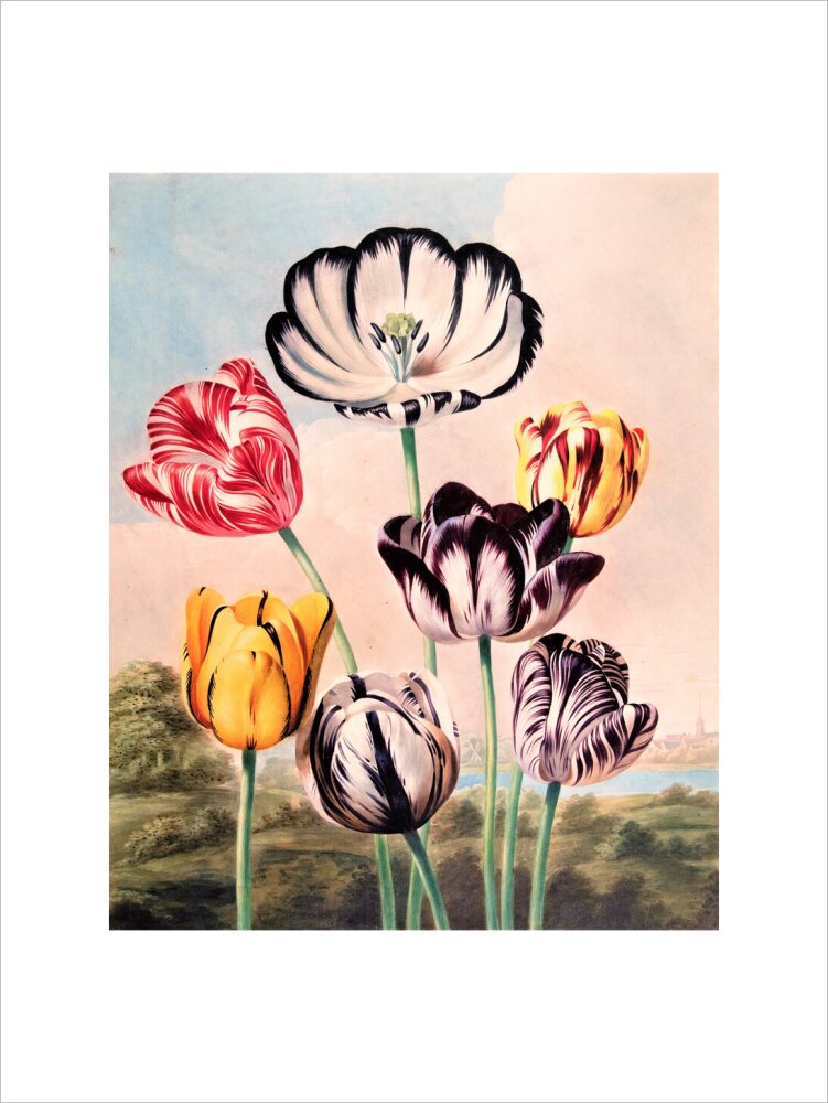 Tulips by Robert John Thornton