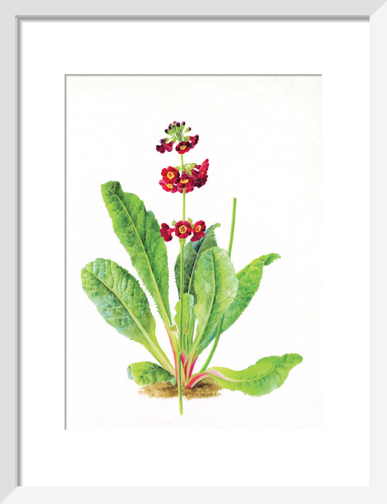 Primula anisodora by Lillian Snelling