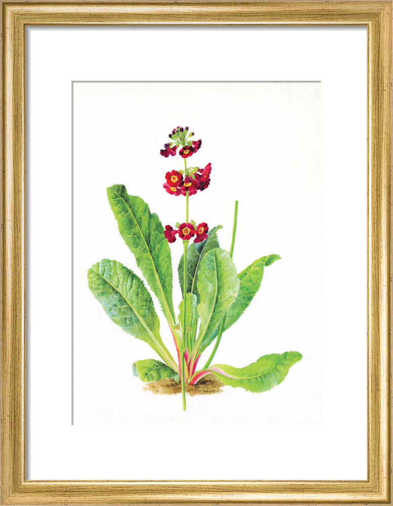 Primula anisodora by Lillian Snelling