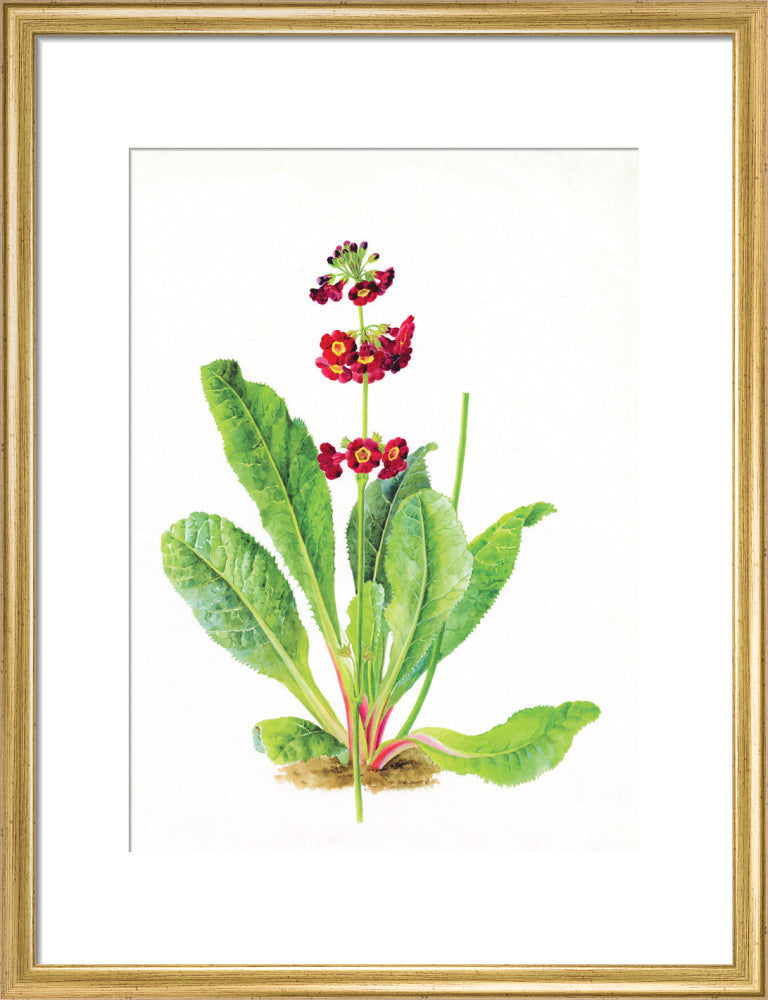 Primula anisodora by Lillian Snelling