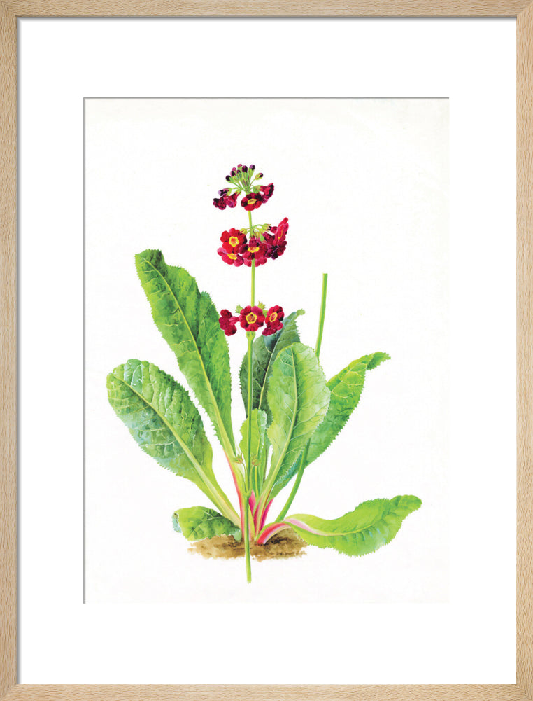 Primula anisodora by Lillian Snelling