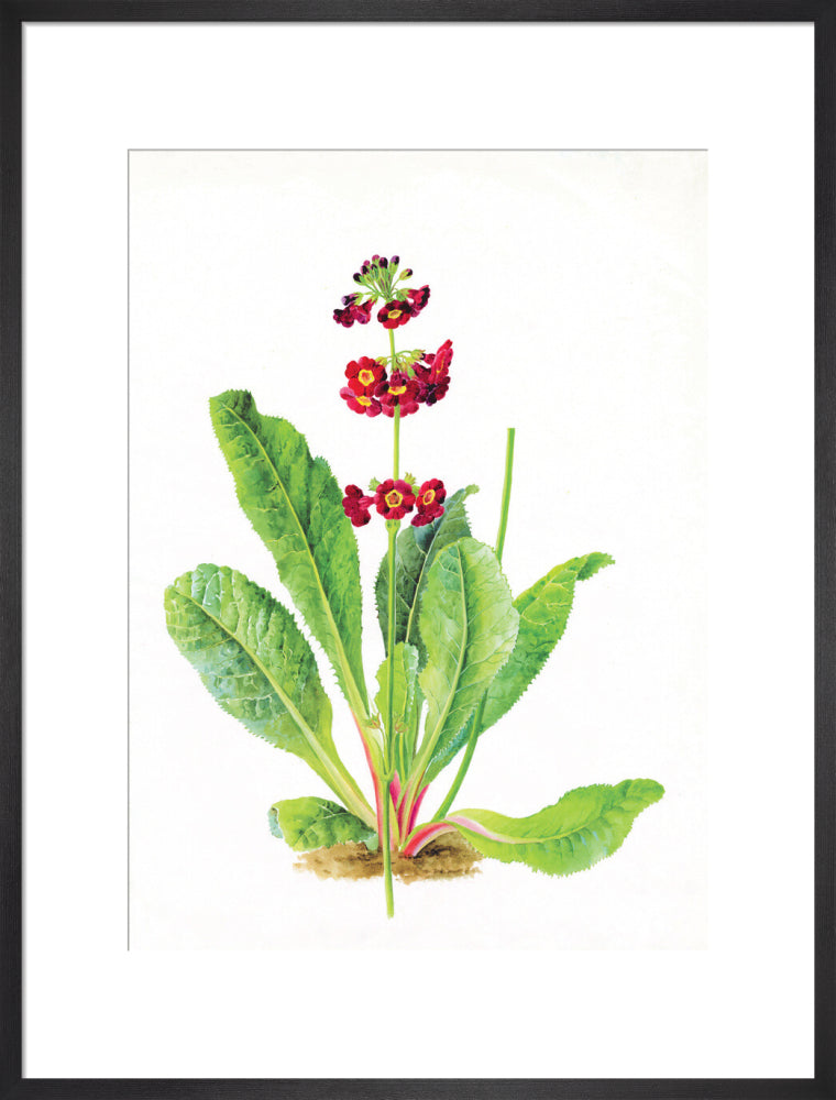 Primula anisodora by Lillian Snelling