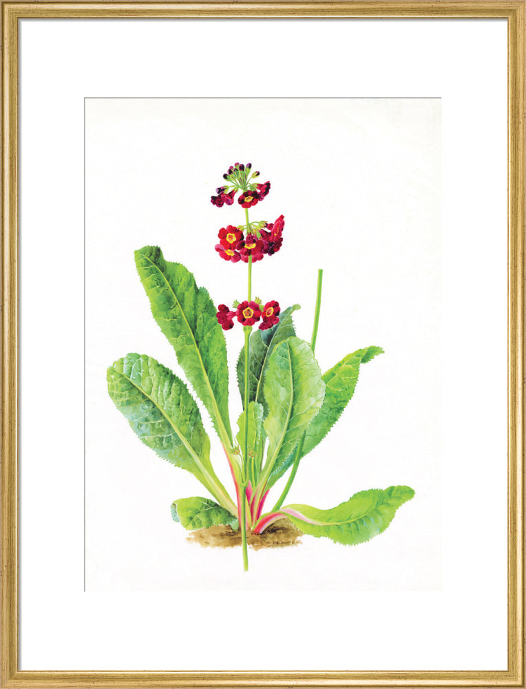 Primula anisodora by Lillian Snelling