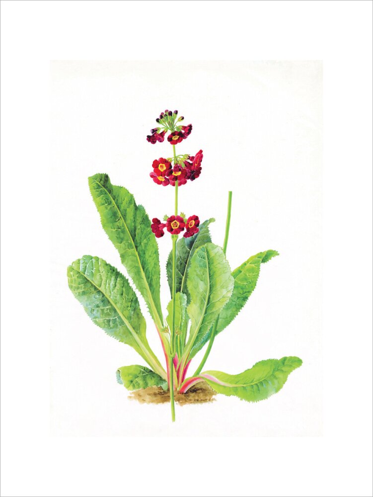 Primula anisodora by Lillian Snelling