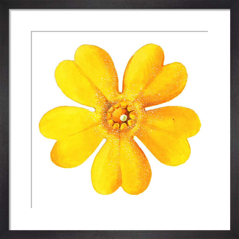 Primula bulleyana Flower by Lillian Snelling