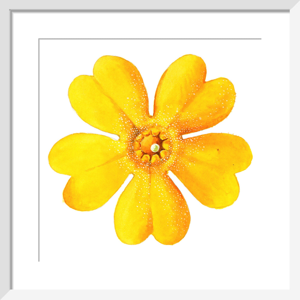 Primula bulleyana Flower by Lillian Snelling