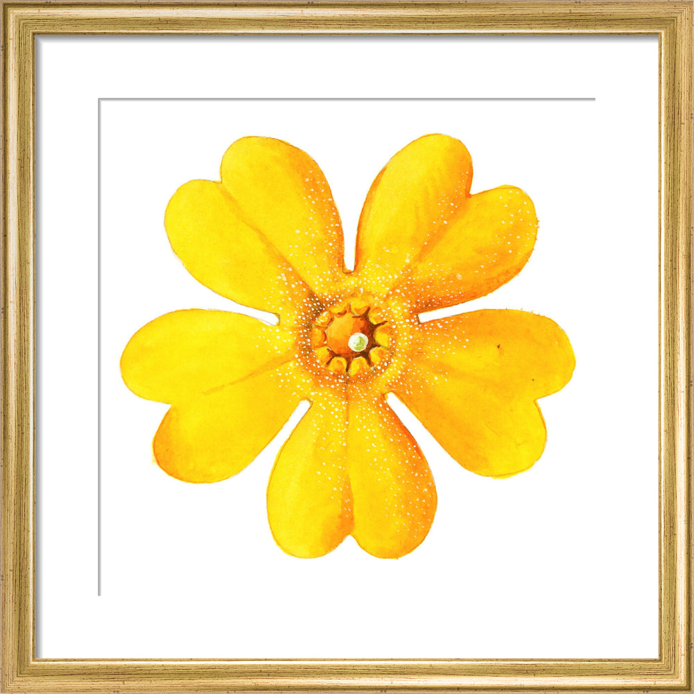 Primula bulleyana Flower by Lillian Snelling