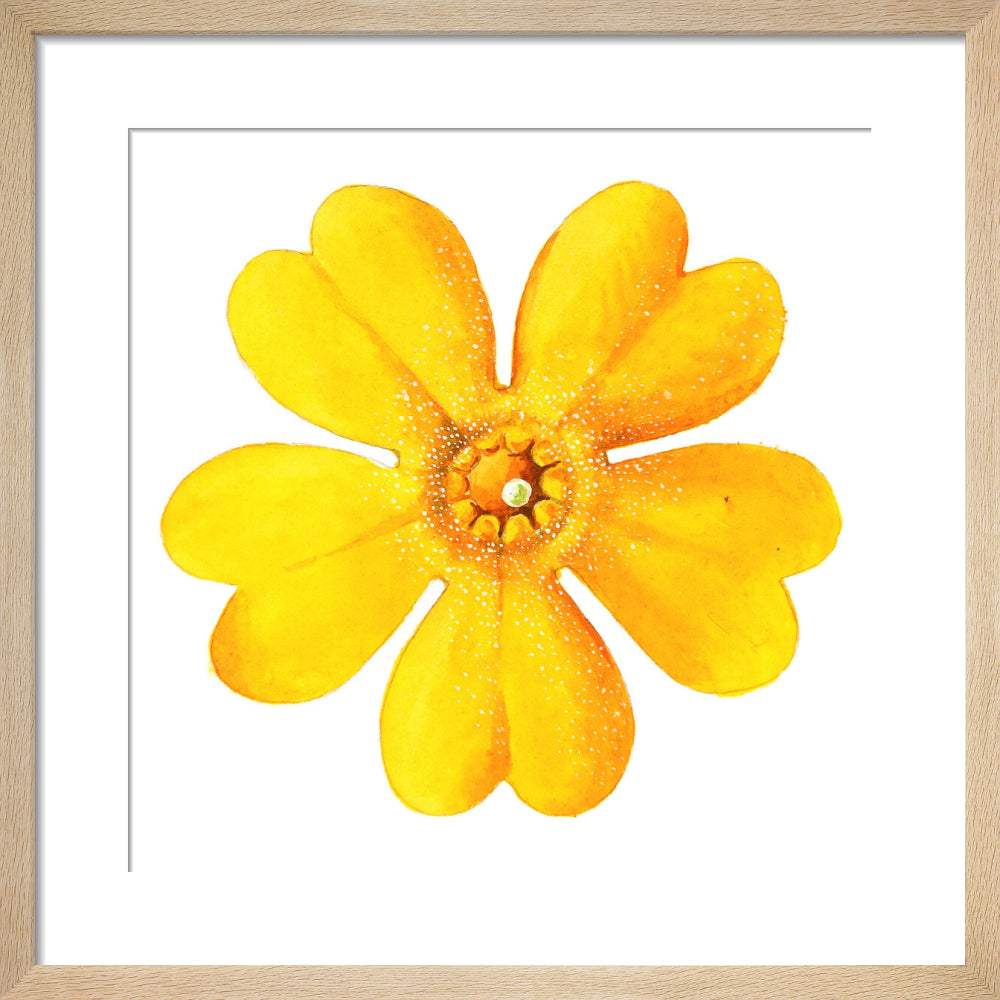 Primula bulleyana Flower by Lillian Snelling
