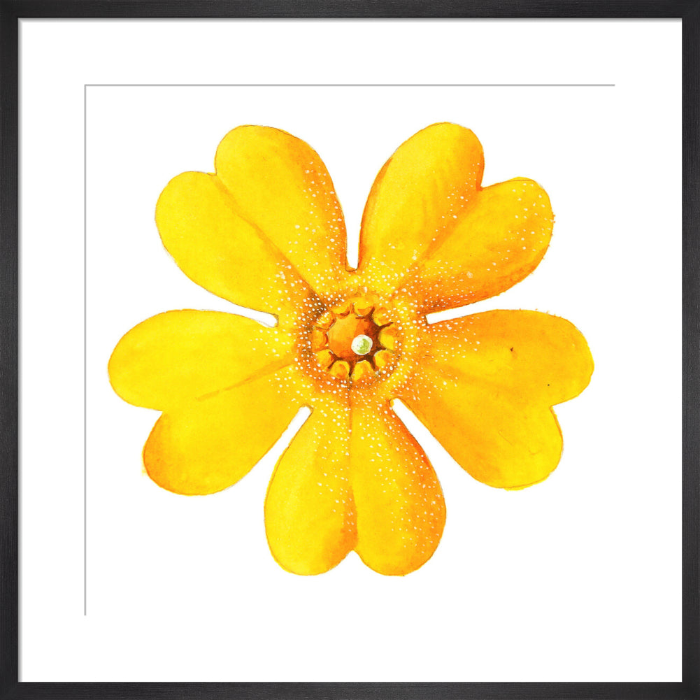 Primula bulleyana Flower by Lillian Snelling