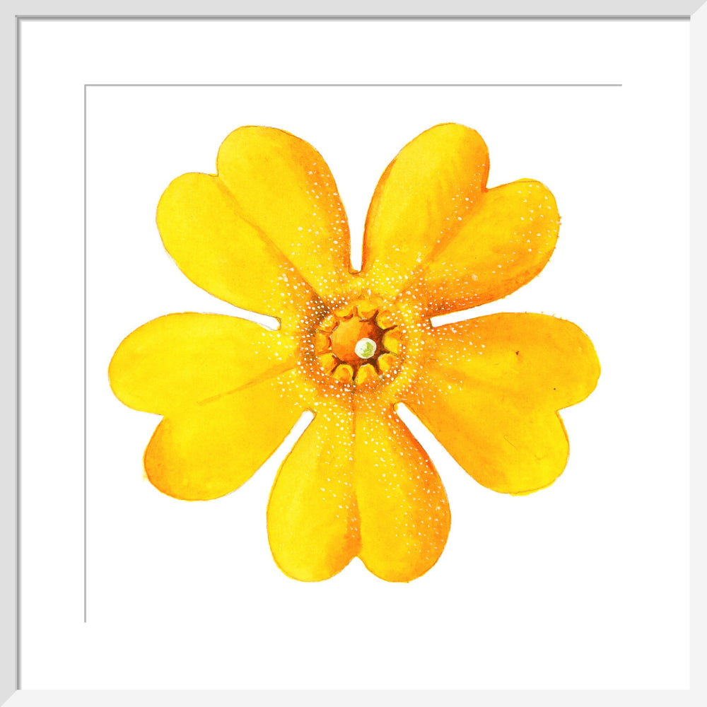 Primula bulleyana Flower by Lillian Snelling