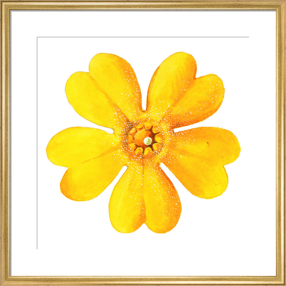 Primula bulleyana Flower by Lillian Snelling