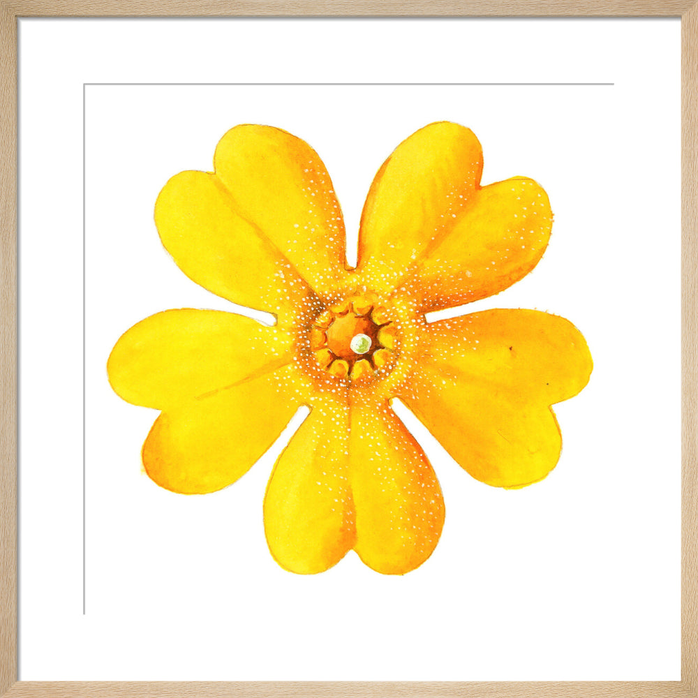 Primula bulleyana Flower by Lillian Snelling