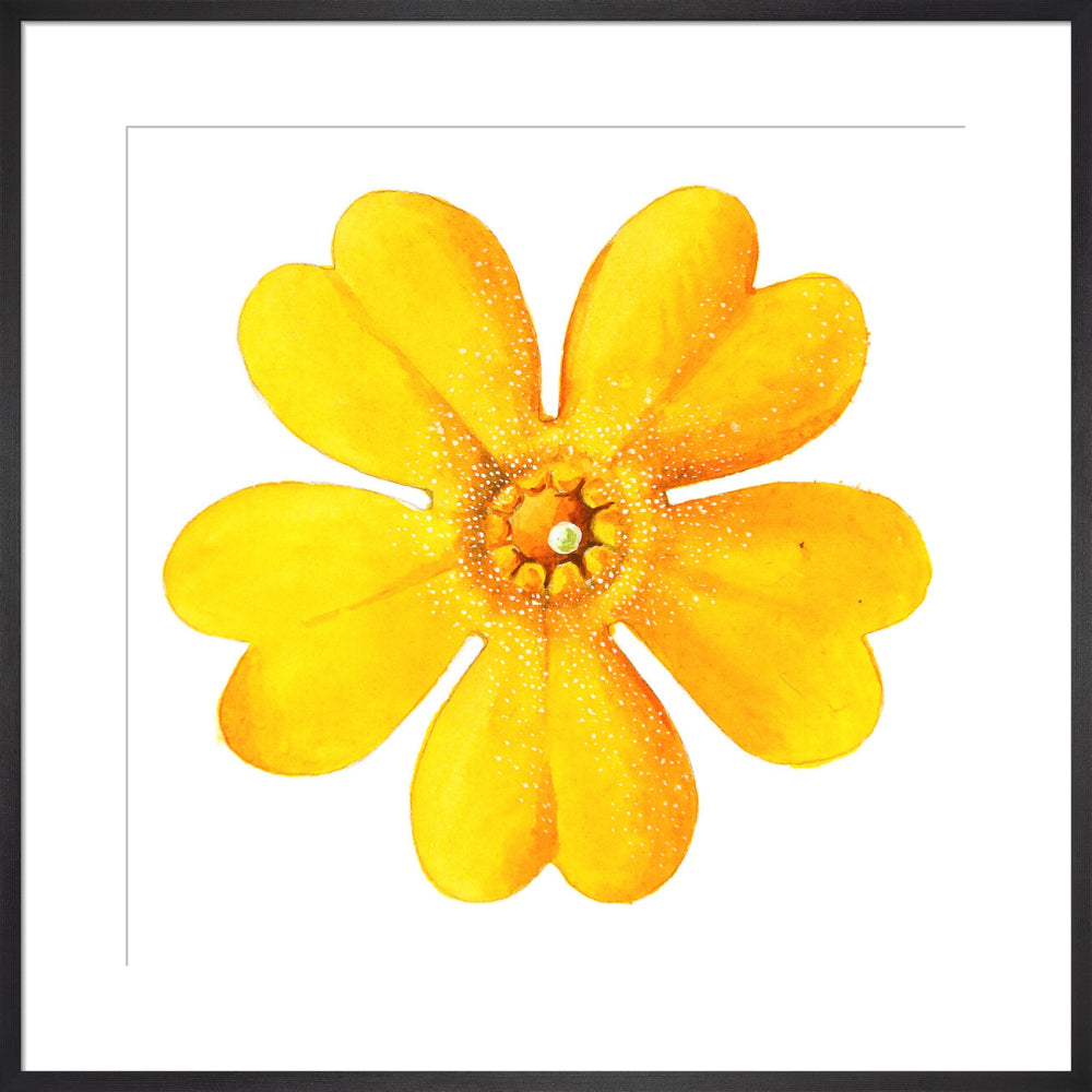 Primula bulleyana Flower by Lillian Snelling