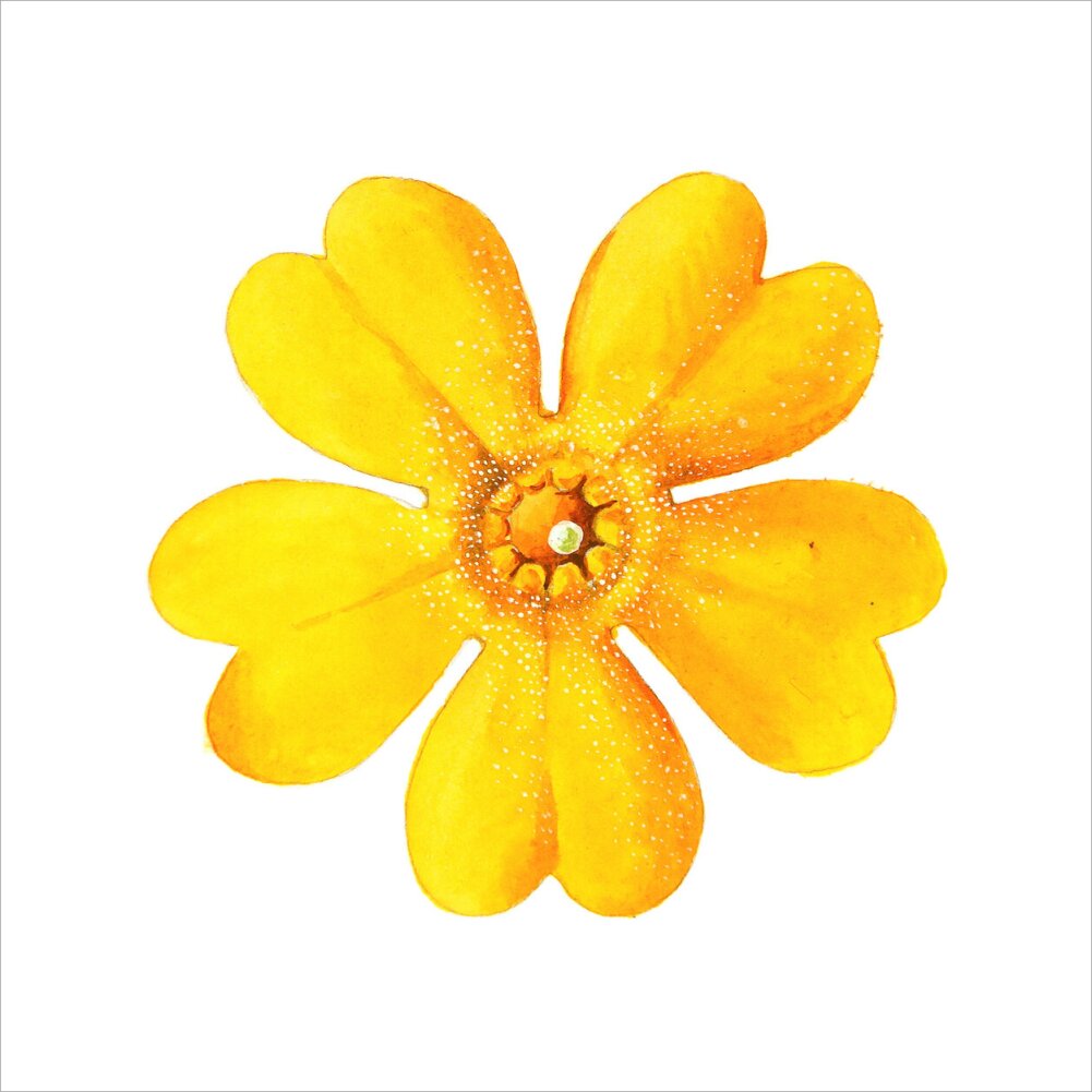 Primula bulleyana Flower by Lillian Snelling