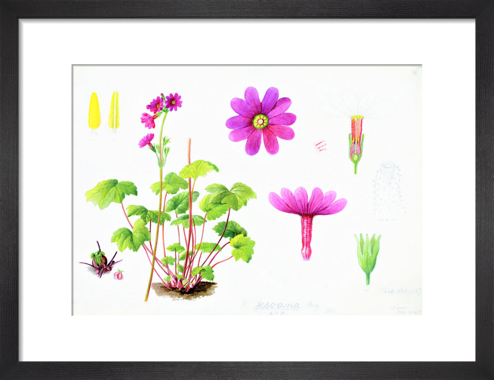 Primula jesoana by Lillian Snelling