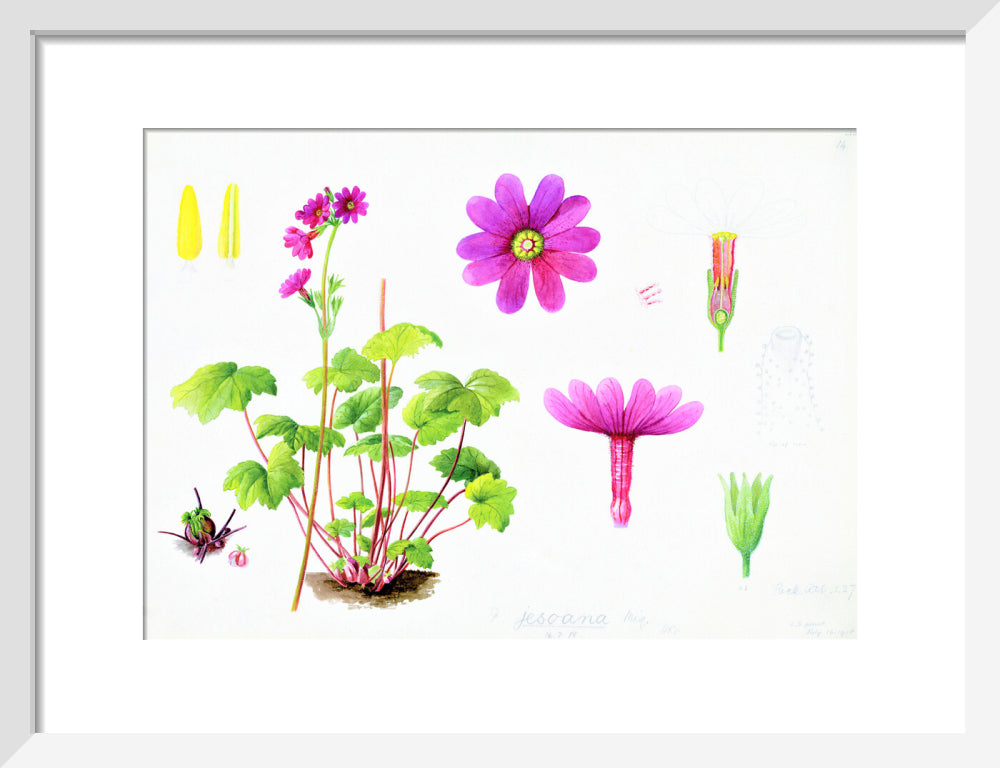 Primula jesoana by Lillian Snelling