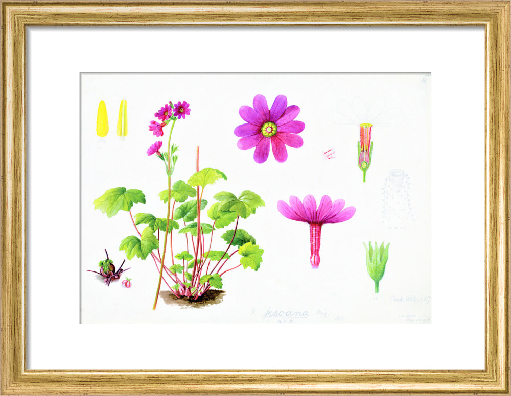 Primula jesoana by Lillian Snelling