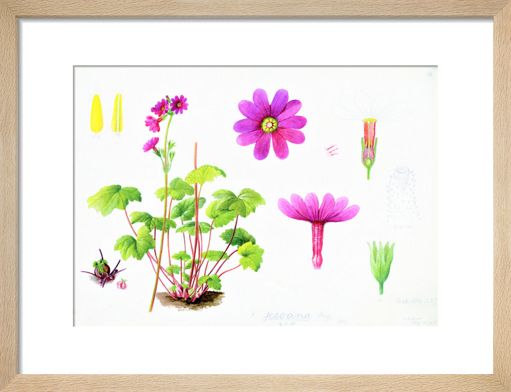Primula jesoana by Lillian Snelling