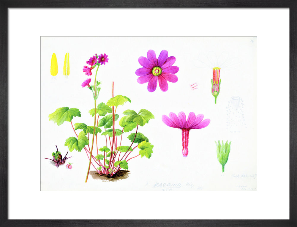 Primula jesoana by Lillian Snelling