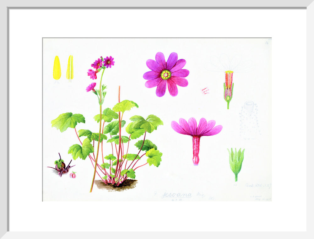 Primula jesoana by Lillian Snelling