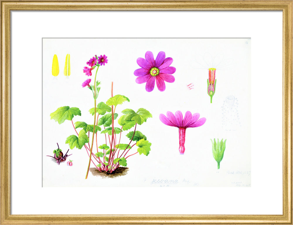 Primula jesoana by Lillian Snelling